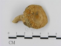 藏品(乳菇屬)的圖片