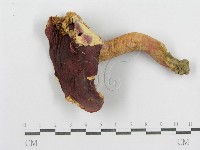 藏品(紅菇屬)的圖片