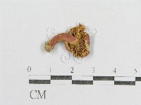 藏品(紅菇屬)的圖片