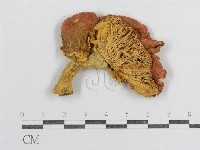 藏品(紅菇屬)的圖片