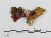 藏品(紅菇屬)的圖片