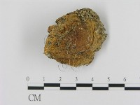 藏品(乳菇屬)的圖片