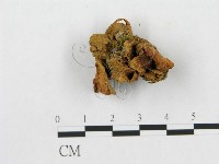 藏品(多孔菌屬)的圖片