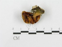 藏品(側耳屬)的圖片