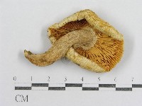 藏品(紅菇屬)的圖片