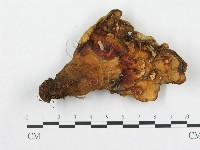 藏品(多孔菌屬)的圖片