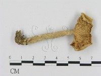 藏品(乳菇屬)的圖片