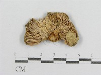 藏品(紅菇屬)的圖片