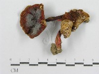 藏品(紅菇屬)的圖片