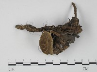 藏品(棕色革菌)的圖片