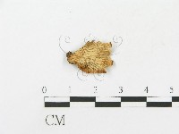 藏品(側耳屬)的圖片