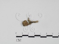 藏品(棕色革菌)的圖片