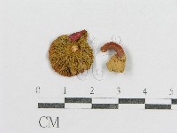 藏品(紅菇屬)的圖片