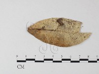 藏品(小皮傘屬)的圖片