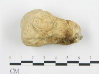 藏品(頭狀禿馬勃)的圖片