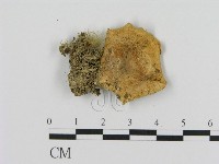 藏品(乳菇屬)的圖片