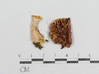 藏品(紅菇屬)的圖片