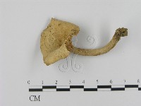 藏品(乳菇屬)的圖片