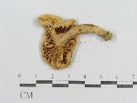 藏品(紅菇屬)的圖片