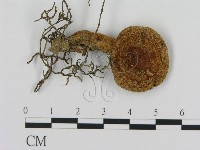 藏品(乳菇屬)的圖片