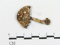 藏品(傘菌屬)的圖片