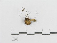 藏品(紅菇屬)的圖片