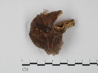 藏品(紅菇屬)的圖片