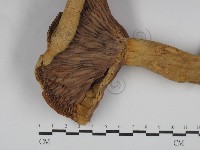 藏品(乳菇屬)的圖片