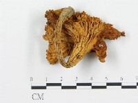 藏品(喇叭菌屬)的圖片