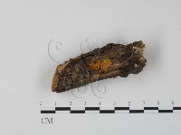 藏品(銀耳屬)的圖片