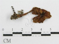 藏品(粉褶菌屬)的圖片