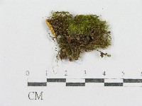 藏品(紅菇屬)的圖片