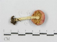 藏品(紅菇屬)的圖片