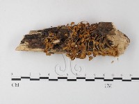 藏品(小菇屬)的圖片