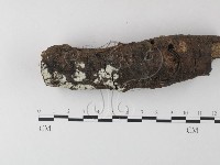 藏品(小皮傘屬)的圖片