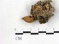 藏品(地星屬)的圖片