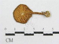 藏品(粉褶菌屬)的圖片