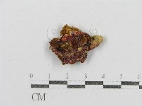 藏品(紅菇屬)的圖片