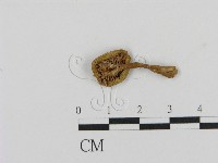 藏品(乳菇屬)的圖片