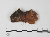 藏品(相鄰小孔菌)的圖片