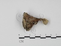 藏品(棕色革菌)的圖片