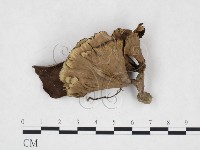 藏品(棕色革菌)的圖片