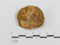 藏品(紅菇屬)的圖片