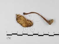 藏品(鵝膏屬)的圖片