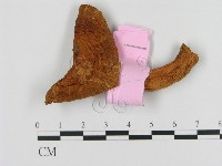 藏品(乳菇屬)的圖片