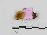 藏品(乳菇屬)的圖片