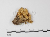 藏品(小菇屬)的圖片