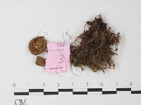 藏品(小菇屬)的圖片