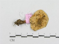 藏品(紅菇屬)的圖片