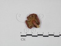 藏品(紅菇屬)的圖片